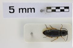 Foto (Dorsalansicht) von Cardiophorus zianii (Platia & Gudenzi, 2002) (NHMW-ZOO-COL-0008529)
